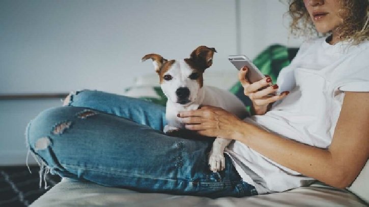 From Couch to Canine Star: How Dogs Go Viral in 2025