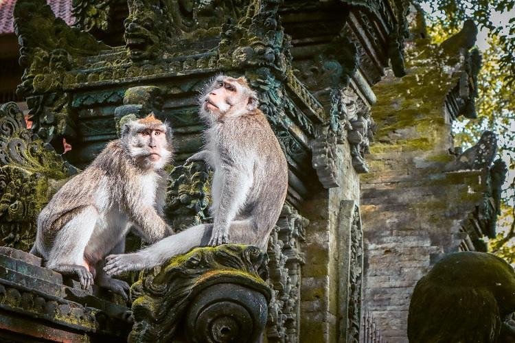 Sacred Monkey Forest Sanctuary