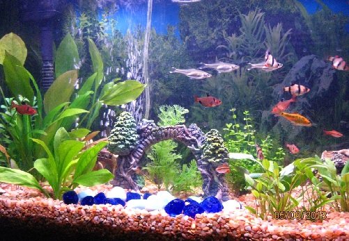 How To Set Up The Perfect Tropical Fish Aquarium?