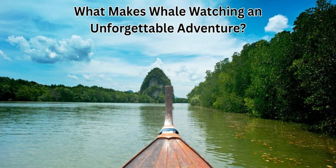 What Makes Whale Watching an Unforgettable Adventure?