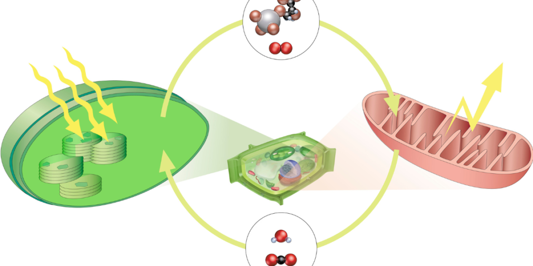Supporting Metabolic Health Through Lifestyle and Nutrition
